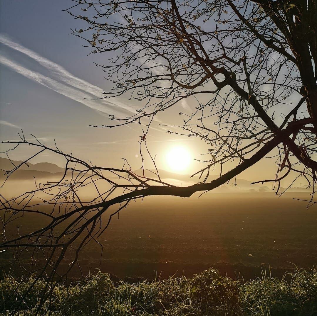 Sonne, Himmel und Baum